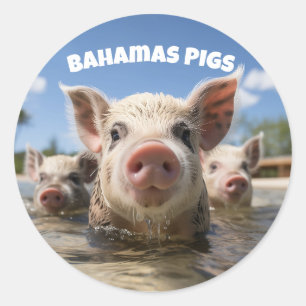Sticker Rond Bahamas Pignoires - Exuma Pig Beach Adventure