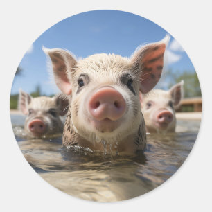 Sticker Rond Bahamas Pignoires - Exuma Pig Beach Adventure