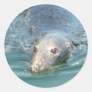 Sticker Rond Baignade au phoque mignon dans le chevalet de Cape