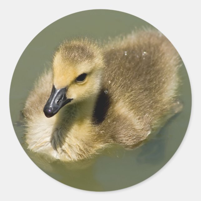 Sticker Rond Baignade de Wee Goose (Devant)