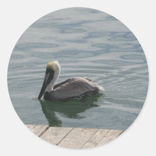Sticker Rond Baignade des oiseaux pélicans sur l'eau Photo (Devant)