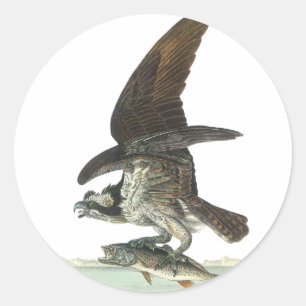 Sticker Rond Balbuzard, John Audubon