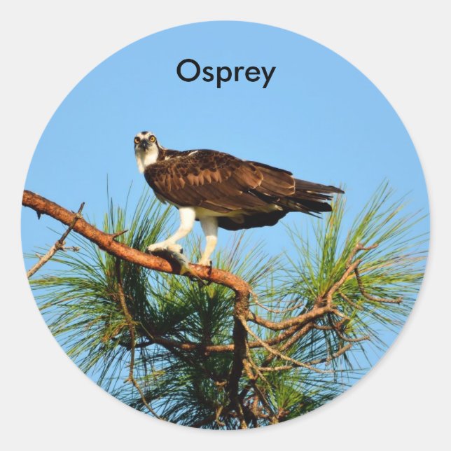 Sticker Rond Balbuzard pêcheur dans la nature (Devant)