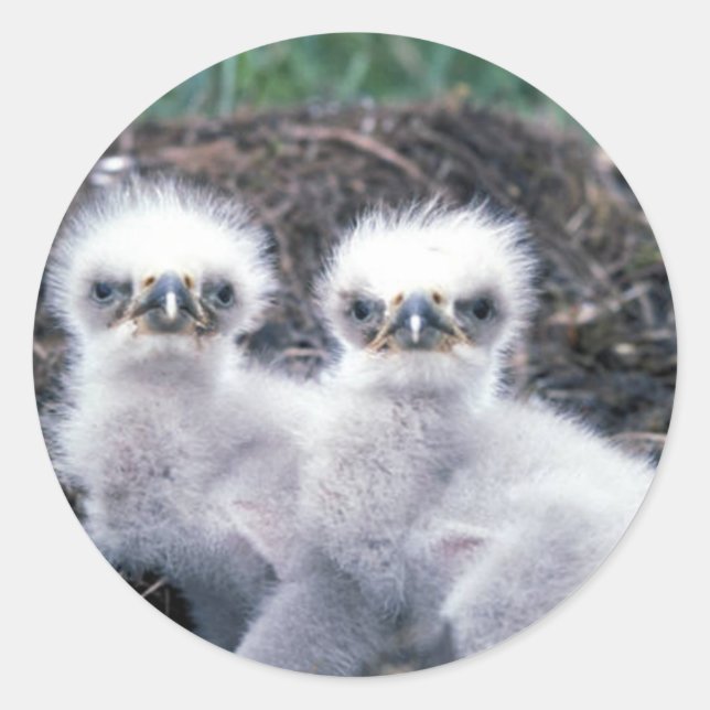 Sticker Rond Bald Eagle Chicks (Devant)