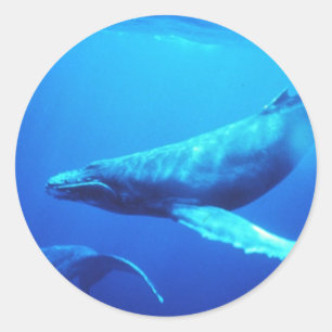 Sticker Rond Baleine à bosse