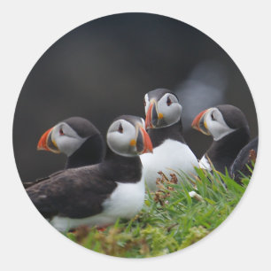 Sticker Rond Bande de macareux