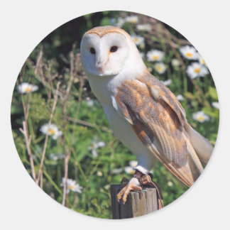 Sticker Rond Barn Owl