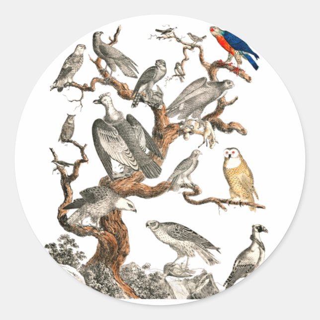 Sticker Rond Barn Owl Snowy Bird Nature (Devant)