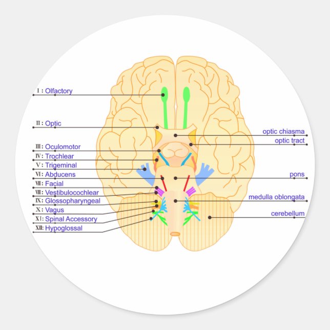 Sticker Rond base de l'image du cerveau anglais (Devant)