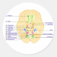 base de l'image du cerveau anglais