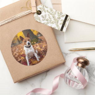 Sticker Rond Basenji dans les feuilles d'automne qui tombent in