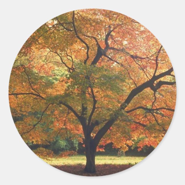 Sticker Rond Beau arbre d'automne (Devant)