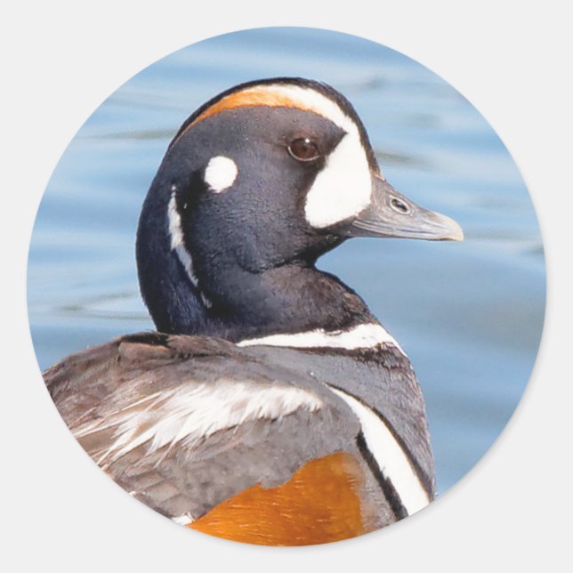 Sticker Rond Beau canard arlequin sur le rocher (Devant)