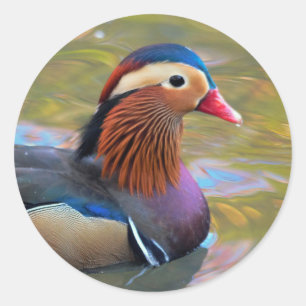 Sticker Rond Beau canard Mandarin dans l'étang