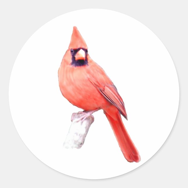 Sticker Rond Beau Cardinal (Devant)