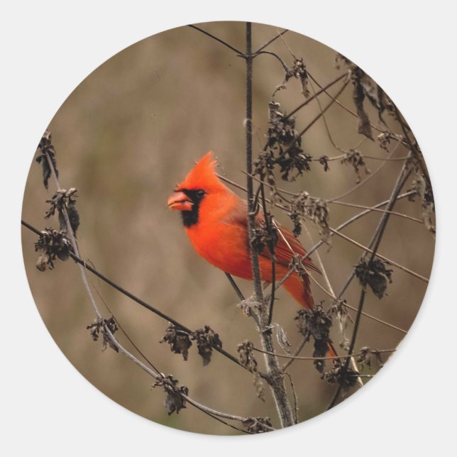 Sticker Rond Beau Cardinal du Nord (Devant)