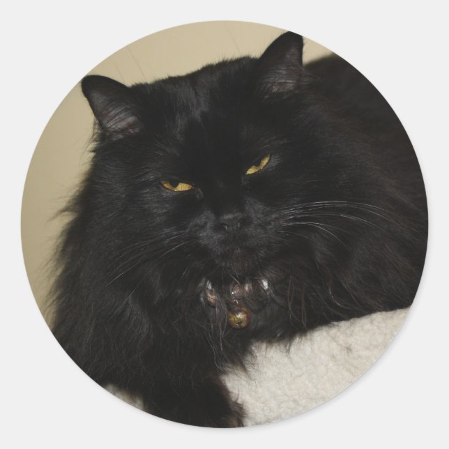 Sticker Rond Beau chat noir (Devant)
