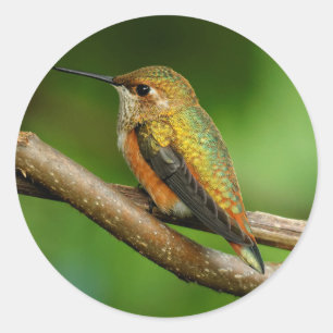 Sticker Rond Beau colibri roux sur vignes jumelées