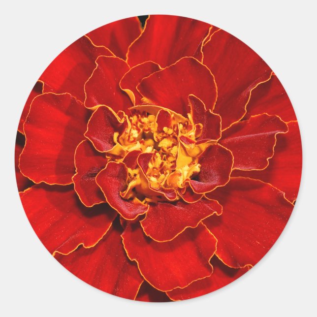 Sticker Rond Beau Durango Red Marigold (Devant)