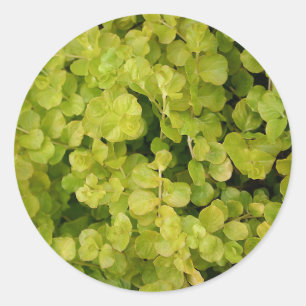 Sticker Rond Beau feuillage vert