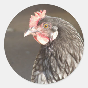 Sticker Rond Beau Hen Bleu
