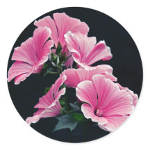 Beau Jardin Rose Mallow Roses Fleurs