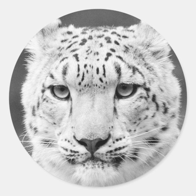 Sticker Rond Beau léopard de neige Portrait noir et blanc (Devant)