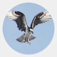 Beau Osprey à la recherche de proies