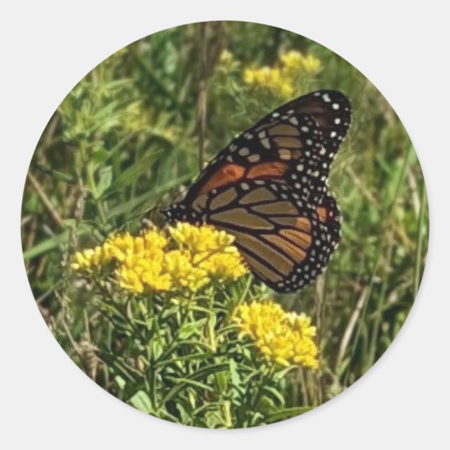 Sticker Rond Beau Papillon (Devant)