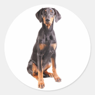 Sticker Rond beau pinscher de dobermann