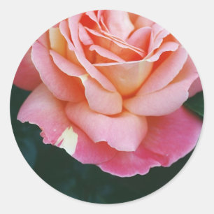 Sticker Rond Beau Rose