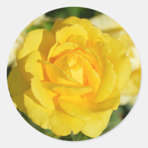 Sticker Rond Beau rose jaune