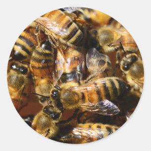 Sticker Rond Beaucoup d'abeilles de miel