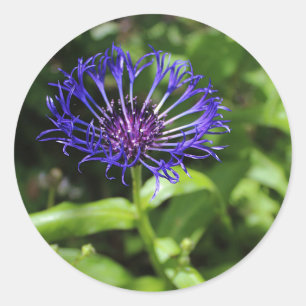 Sticker Rond Beauté bleue