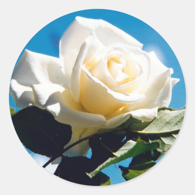 Sticker Rond Beauté de Rose blanche (Devant)