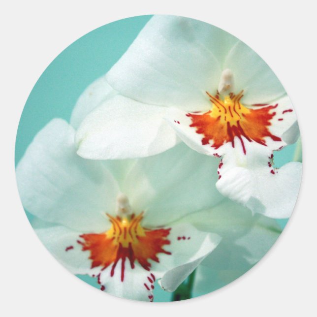 Sticker Rond Beaux chevalets d'orchidées tropicales (Devant)