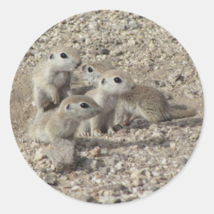 Sticker Rond Bébé à queue ronde famille d'écureuils terrestres