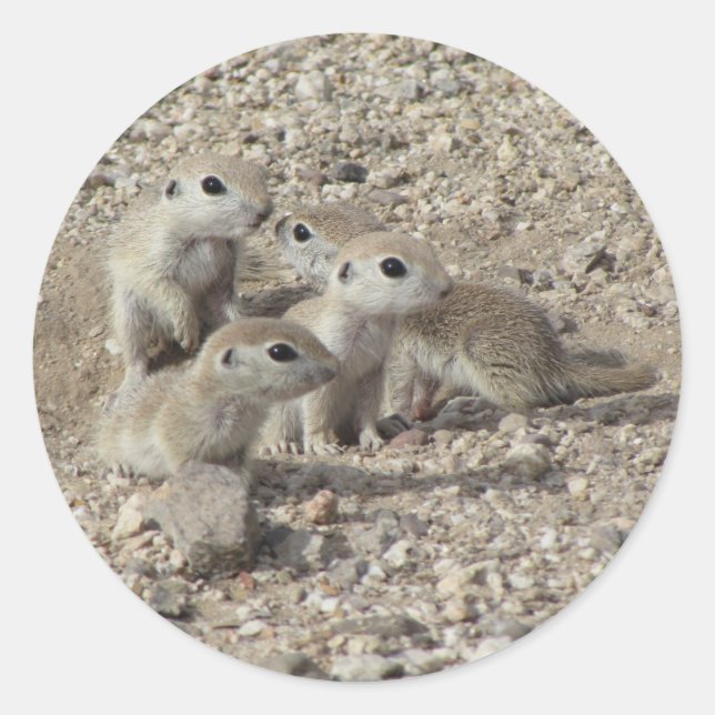 Sticker Rond Bébé à queue ronde famille d'écureuils terrestres (Devant)