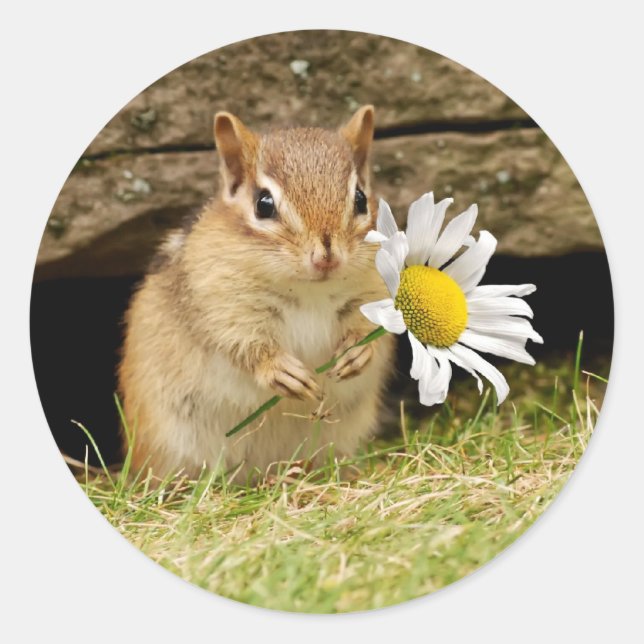 Sticker Rond Bébé adorable Chipmunk avec marguerite (Devant)