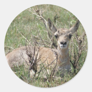 Sticker Rond Bébé Antilope d'Amérique tête haute A7
