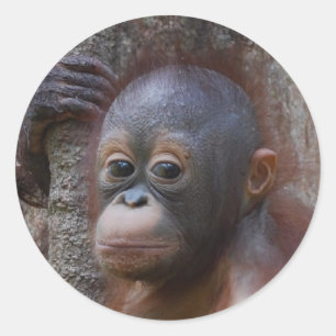 Sticker Rond Bébé d'Orangoutan en forêt
