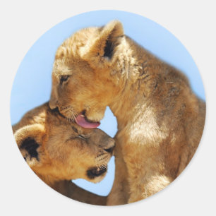 Sticker Rond Bébé lions amour