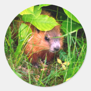 Sticker Rond Bébé marmotte curieuse et mignonne