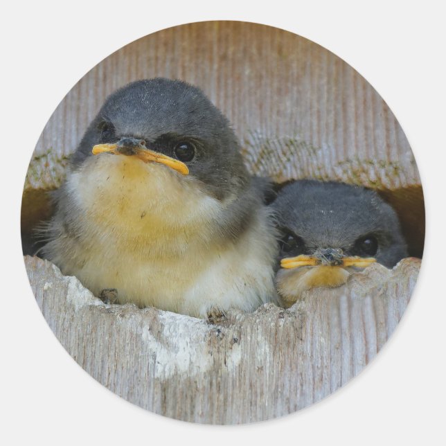 Sticker Rond Bébé mignon Avales Songbirds dans Nestbox (Devant)