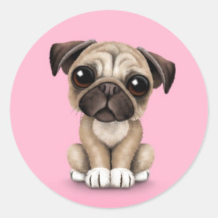 Sticker Rond Bébé mignon Carlin Chien chiot sur rose