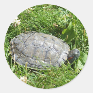 Sticker Rond Bébé rouge oreille tortue coulissante