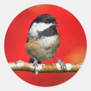 Sticker Rond Bécasseau noir sur Arrière - plan rouge d'automne
