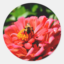 Sticker Rond Bee and coral zinnia