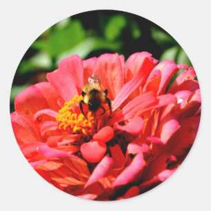 Sticker Rond Bee and coral zinnia