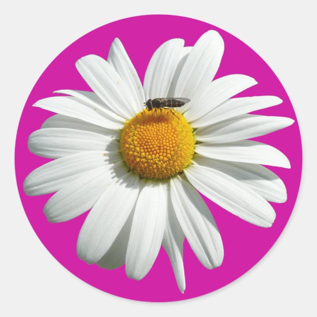 Sticker Rond Bee on Daisy Alaskan Summer Nature (Devant)